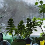 las-mejores-plantas-para-purificar-el-aire-en-casa